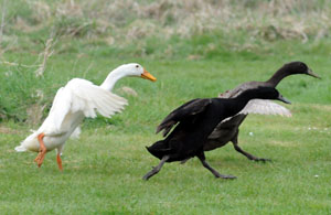 Indian Runner Duck Race