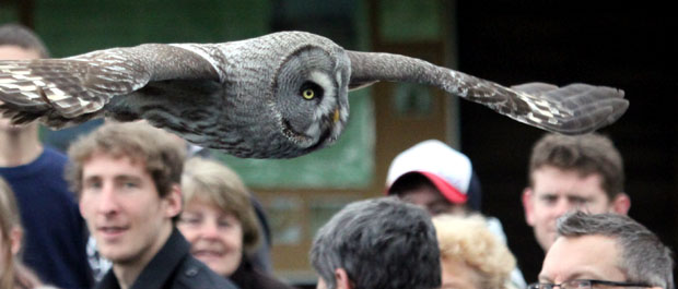Owl display