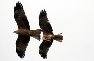 Red Kites