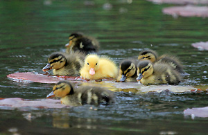 ducklings