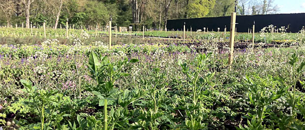 60,000 Chelsea plants ready for loading