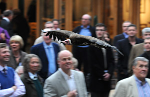 Vulture flying display