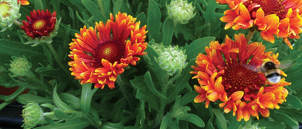 Gaillardia Fanfare Blaze
