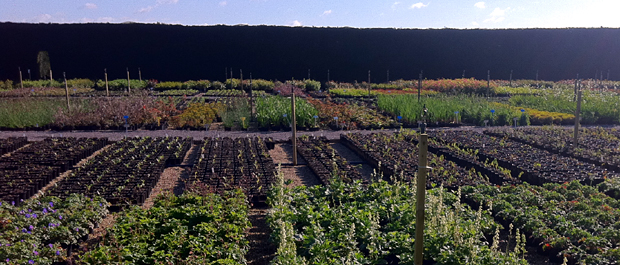 Hortus Loci Nursery wide Hortus Loci Nursery