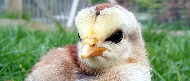 Silver dorking chick