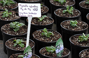 Myosotis sylvatica for Jinny Blom