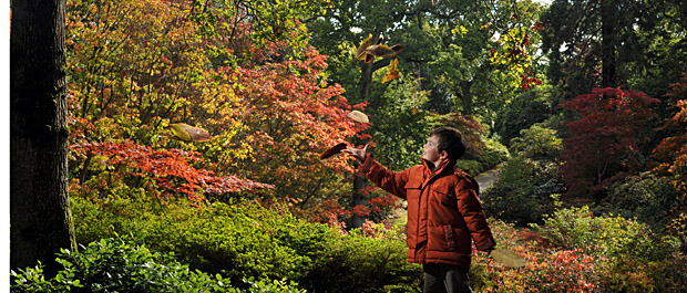 Autumn Colour at Exbury