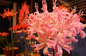 Nerine saniensis
