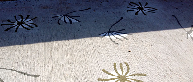 Hockley Viaduct dandelions