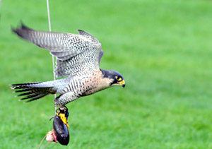 Peregrine falcon