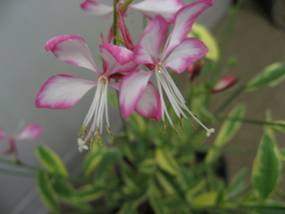 GAURA lindheimeri “Freefolk Rosy”