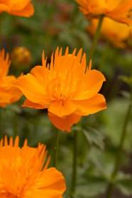 Trollius “Dancing Flame”