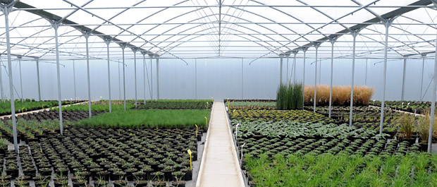 Plants growing at Hortus Loci