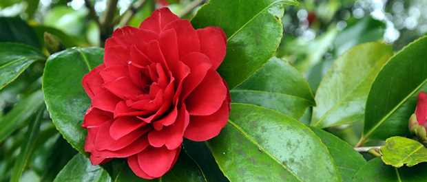 Camellia