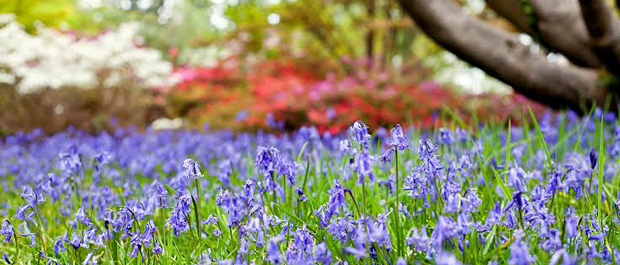 bluebells exbury banner