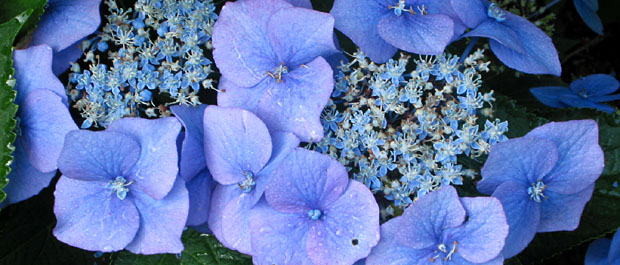 2004-09-02_Teller_hydrangea_'Blaumeise'_(Blue_Tit) banner