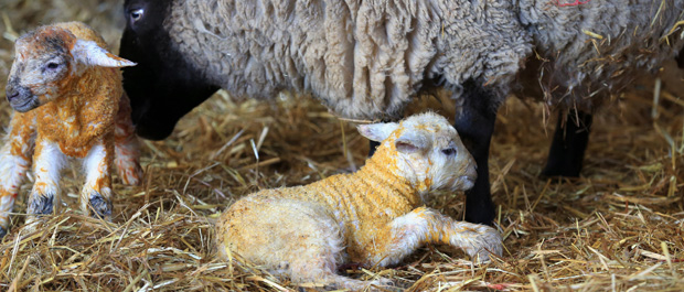 sparsholt-lambing