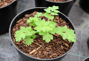 Meconoposis cambrica