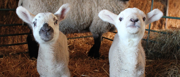 Sparsholt lambs banner