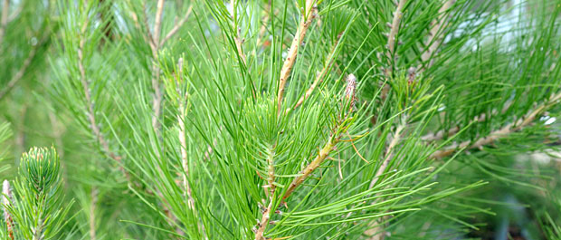 pinus