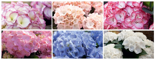 hydrangea kanmara