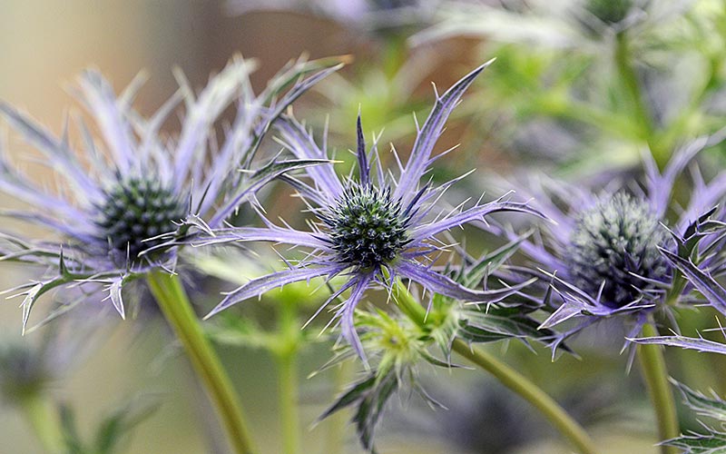Eryngium 'Blue Waves'