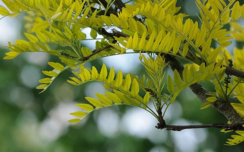 Honey locust tree