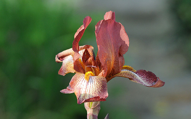 Iris