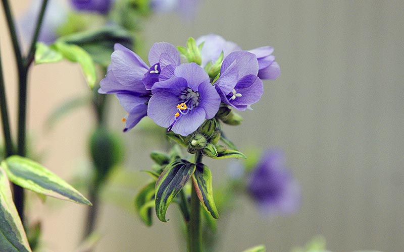 Polemonium yezoense 'Kaleidoscope'