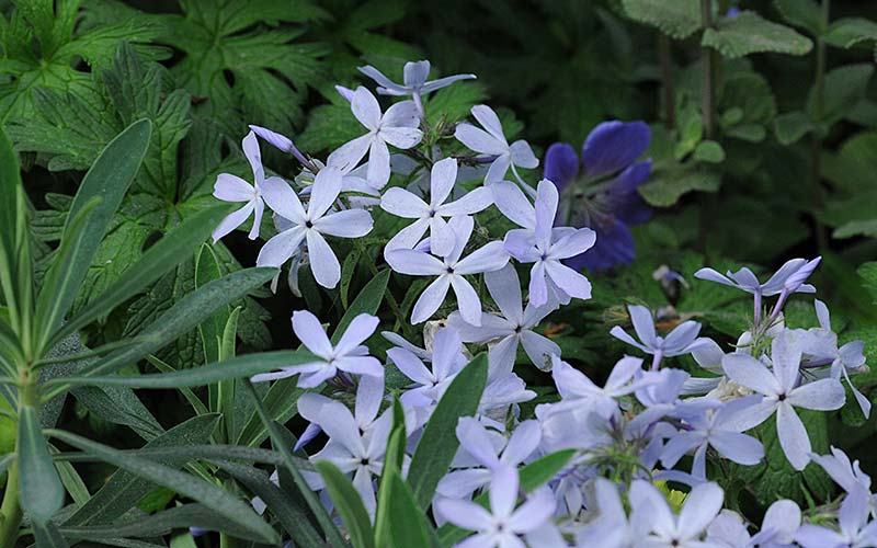 RHS Feel Good Garden