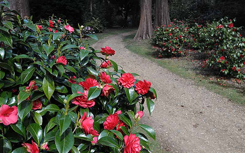 Camellia Walk