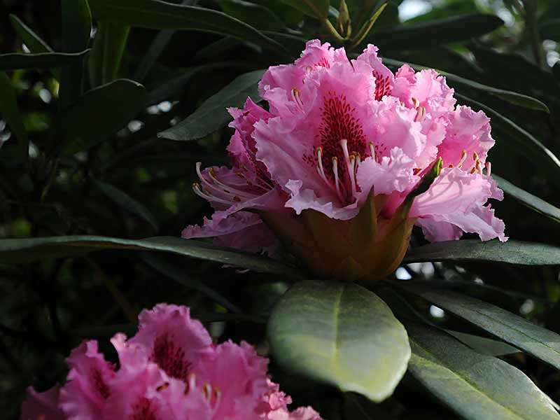 Rhododendron
