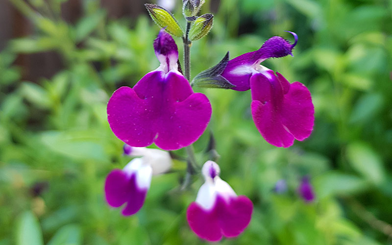 Salvia ‘Amethyst Lips’