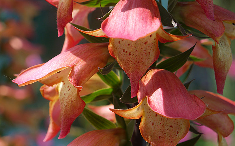 Digitalis ‘Firebird’ 