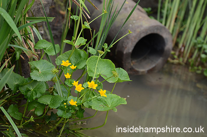 The Welcome to Yorkshire Garden