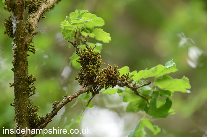The Welcome to Yorkshire Garden