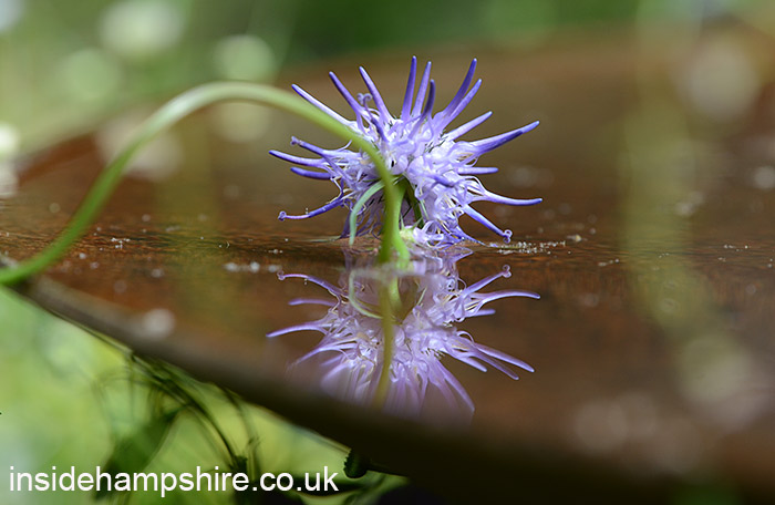 Miles Stone: The Kingston Maurward Garden