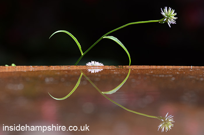 Miles Stone: The Kingston Maurward Garden