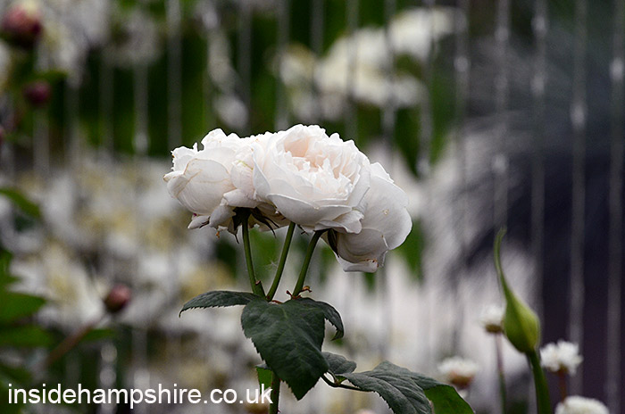 ‘The Stihl Hillier Garden’