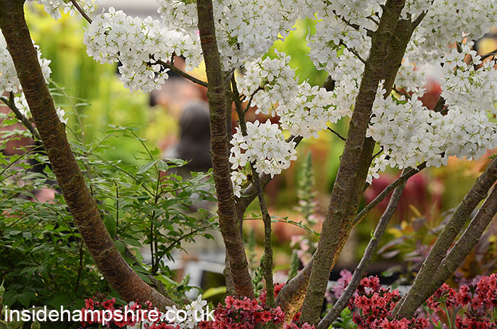 ‘The Stihl Hillier Garden’