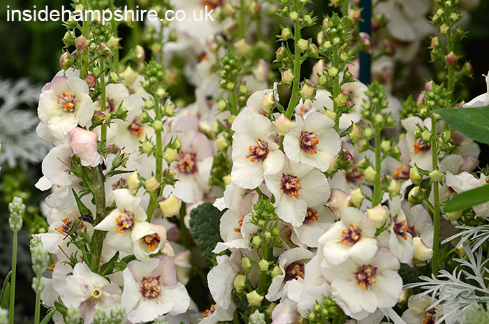 ‘The Stihl Hillier Garden’