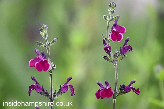 Salvia ‘Amethyst Lips’