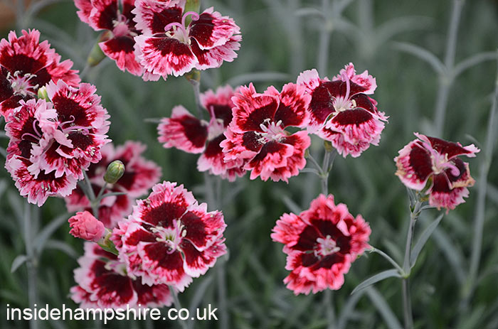 Dianthus ‘Cherry Burst’