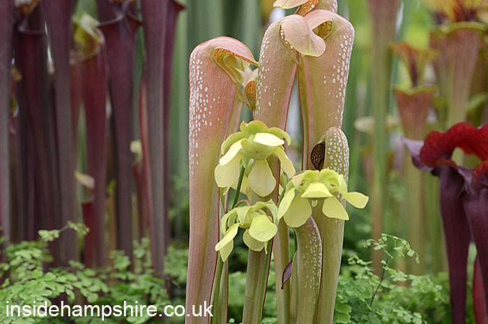 Hampshire Carnivorous Plants