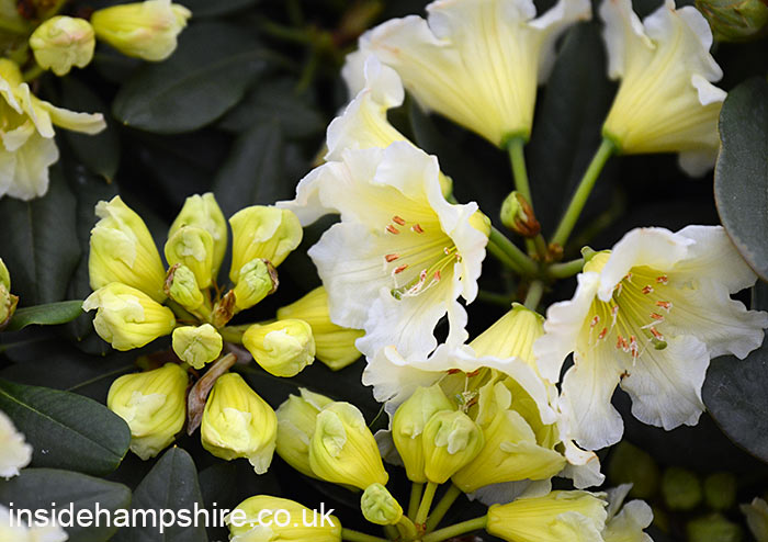 Rhododendron ‘Jessica de Rothschild’