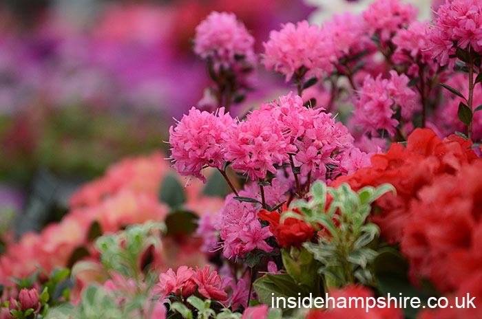 Millais Nurseries '100 years of Exbury Rhododendrons'