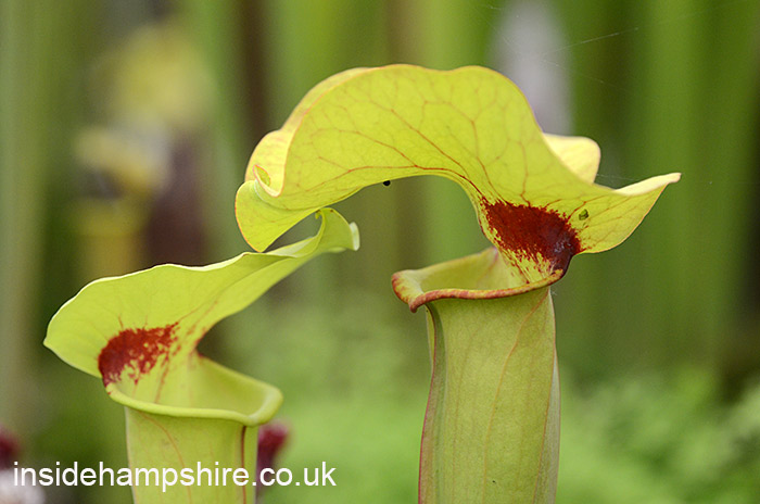 Hampshire Carnivorous Plants