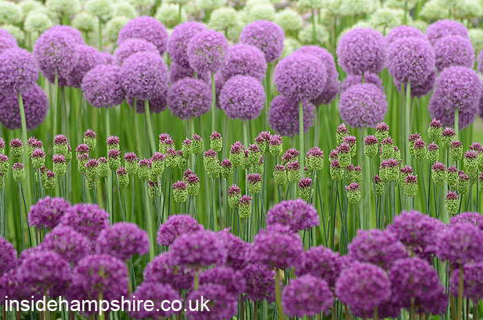 Alliums