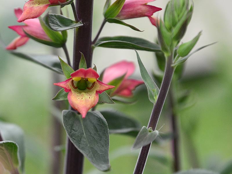 Digitalis 'Firebird'