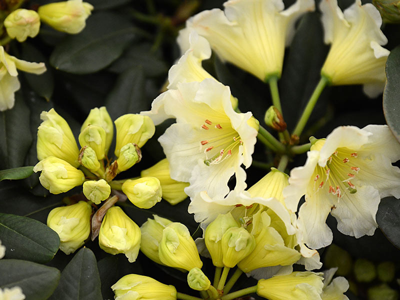 Rhododendron ‘Jessica de Rothschild’
